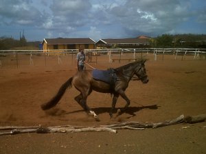 rancho washikemba horse ranch bonaire Marybell